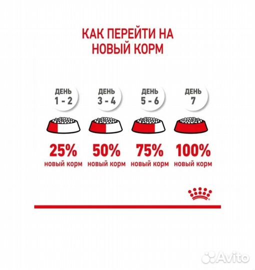 Корм для котят породы Мейн кун