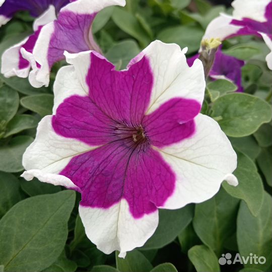 Рассада однолетних растений