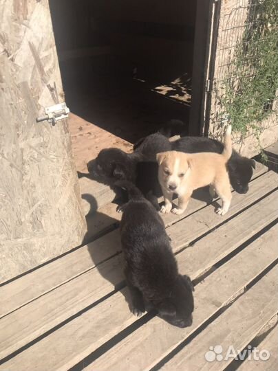 Отдам в добрые руки