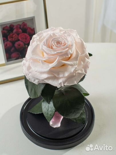 Роза в колбе/ Подарок на новый год