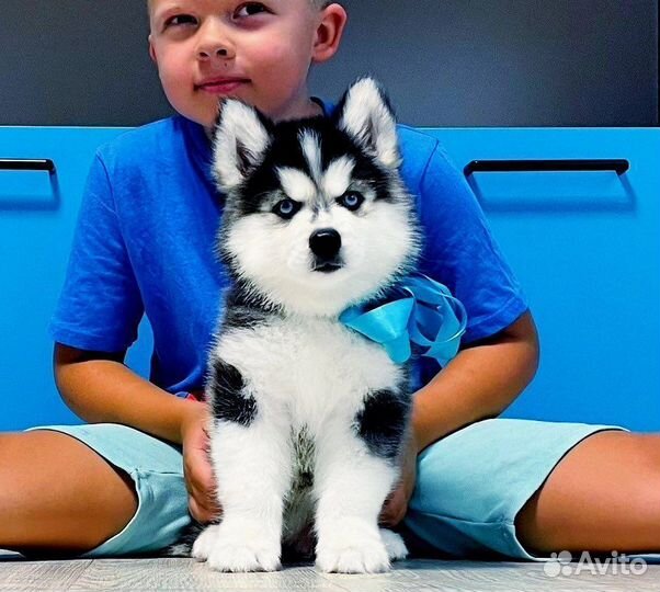 Хаски Красавчики для вас