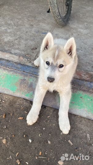 Щенки хаски