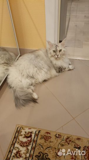 Майн Кун в добрые руки