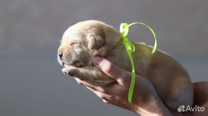 Лабрадор ретривер щенки