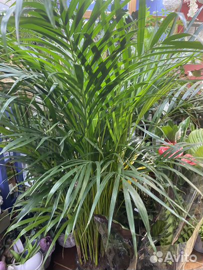 Пальма арека 120 см
