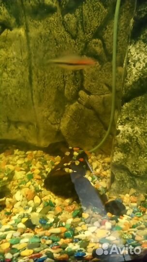 Аквариум Juwel Vision 180