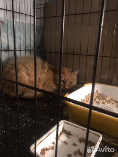 Кошка в добрые руки