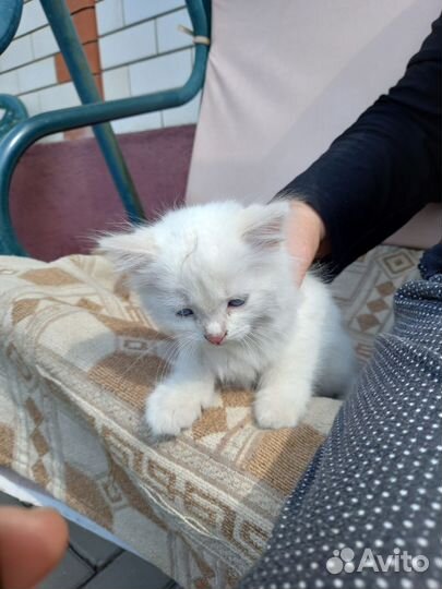 Отдам котят (Стрелецкое)