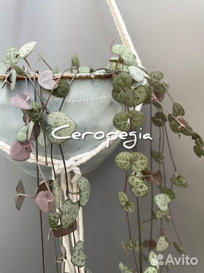 Церопегия Вуди/Дурбан