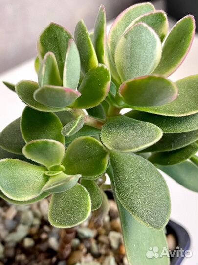 Суккуленты вариегатные