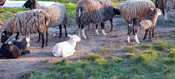 Участок 25 га (СНТ, ДНП)