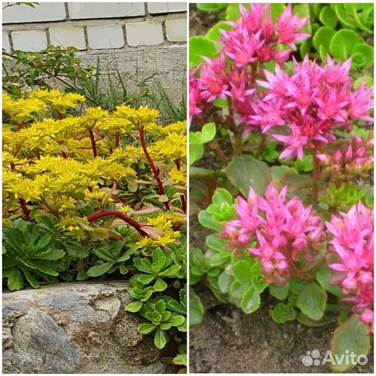 Почвопокровные, многолетние растения