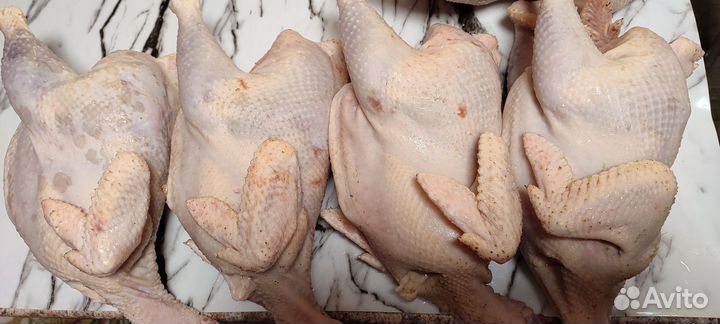 Домашние курочки