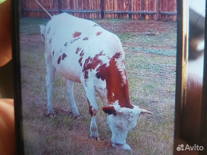 Корова с теленком
