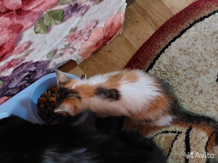 Котята в добрые руки бесплатно