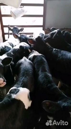 Телята бычки