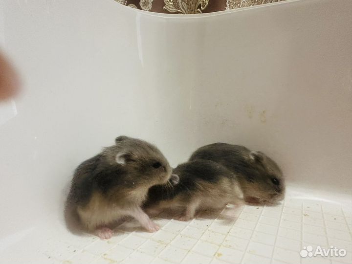 Джунгарский хомяк