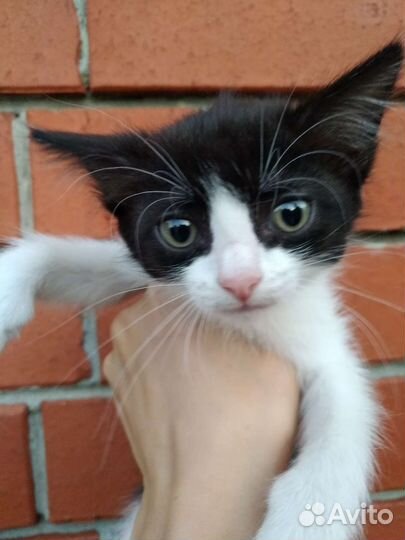 Котенок девочка 2 мес, черно-белая