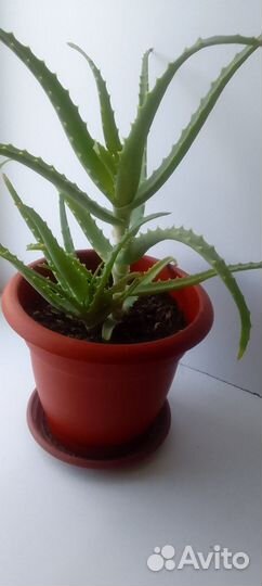 Алоэ лечебный