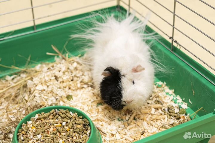 Морские свинки