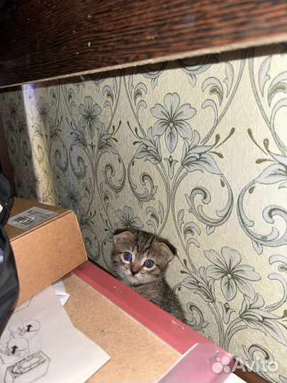 Отдам в добрые руки