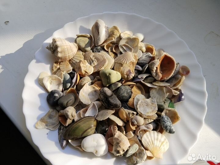 Камни и ракушки