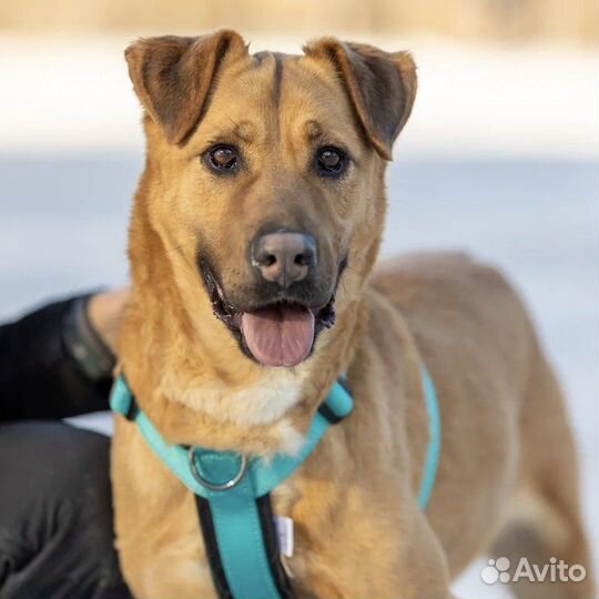 Собака Ириска в добрые руки в дар бесплатно