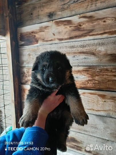 Щенки немецкой овчарки
