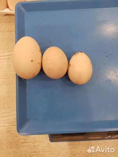 Домашние куриные яйца