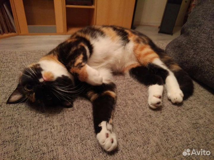 Кошка в добрые руки