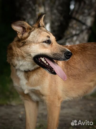 Собака в добрые руки