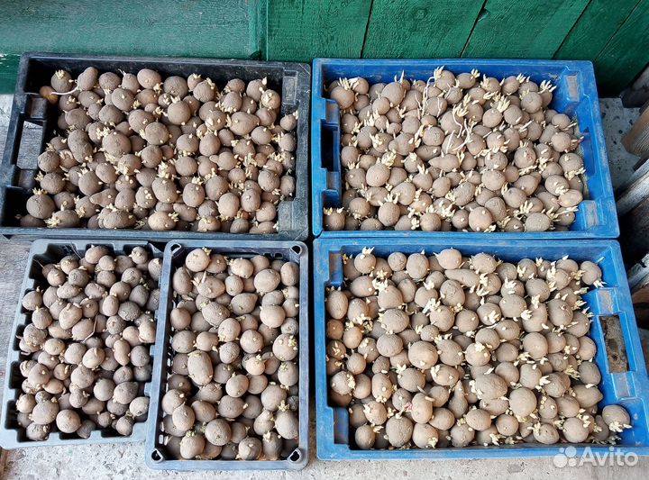 Семенной картофель