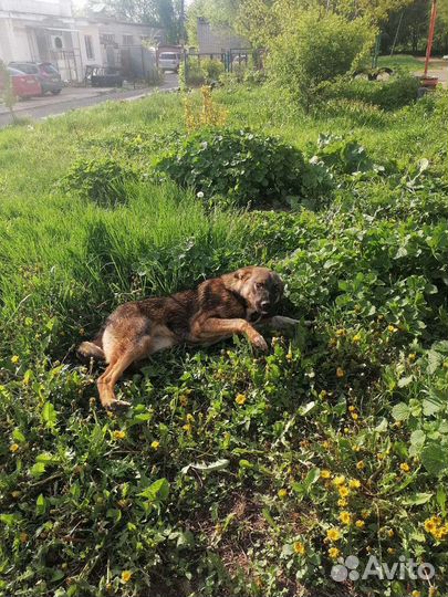 Отдам бесплатно