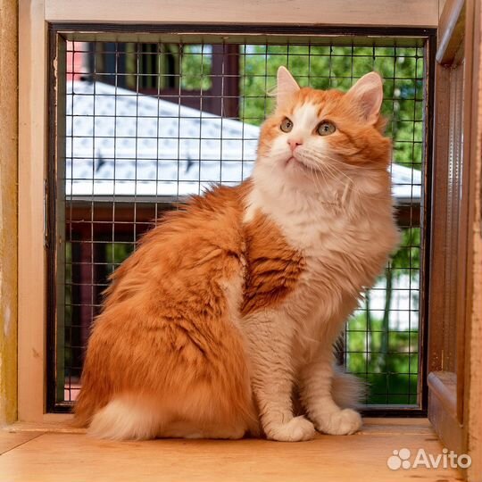 Кот Рыжик в поисках дома