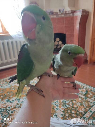 Попугаи-выкормыши