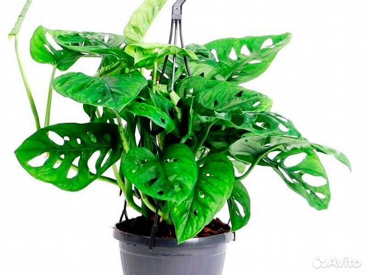 Монстера Манки Маск