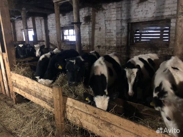 Крс бычки 1-3 мес