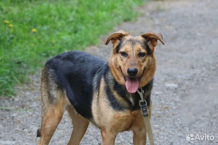 Умница Герда, стерилизована