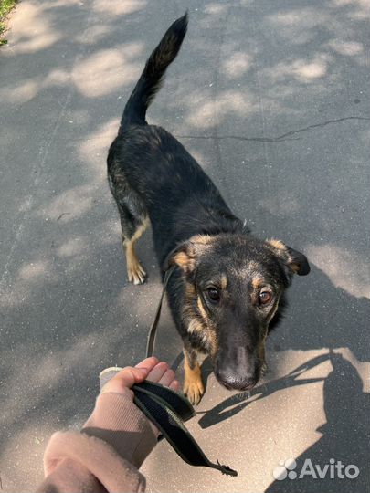 Выгул собак