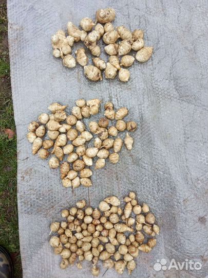 Топинамбур клубни