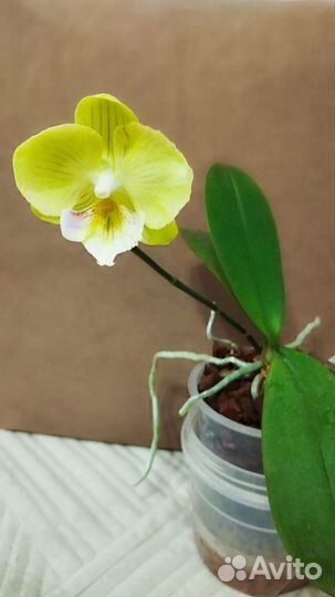 Орхидея фаленопсис