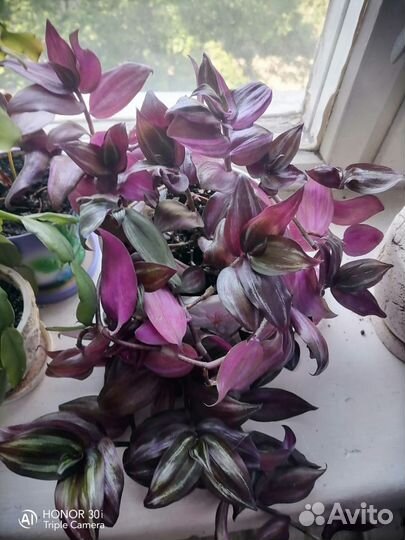 Традесканция