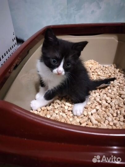 Котята. Феликс 3 шт