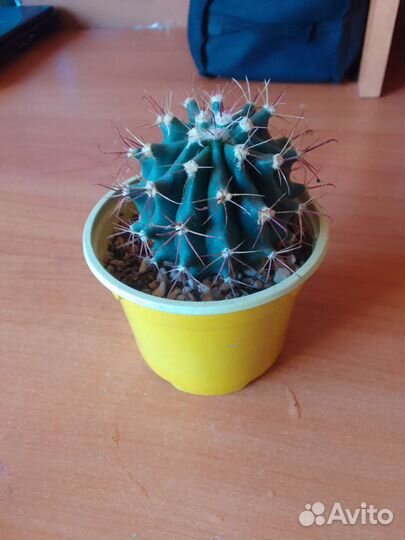 Кактус Грузони