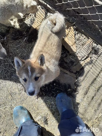 Западно сибирская лайка