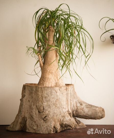 Бокарнея нолина в деревянном горшке ручной работы