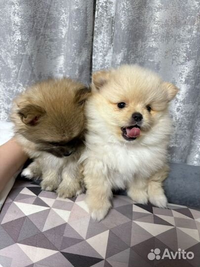 Продам щенка померанского шпица др 19.01.2025