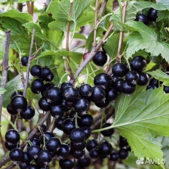 Саженцы смородины оптом