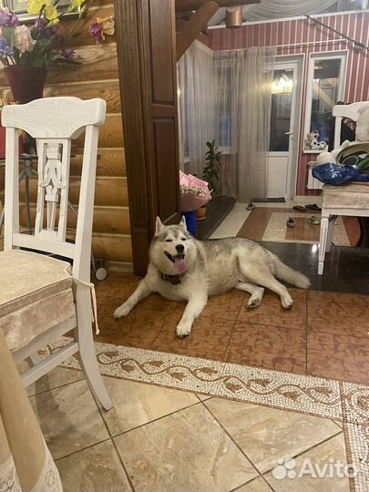 Передержка для собак