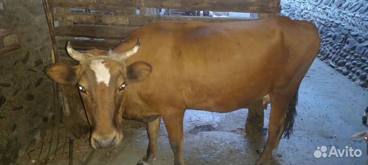Корова дойная с теленком